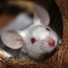 Bioengineering a Mouse with Human Brain Cells
